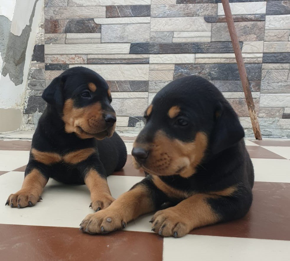 Purchase KCI Registered Doberman Puppy from Hyderabad